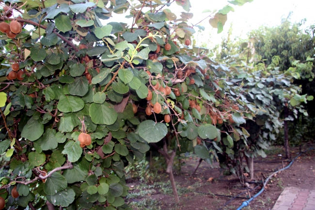Bingöl'de ilk kez kivi yetiştirildi